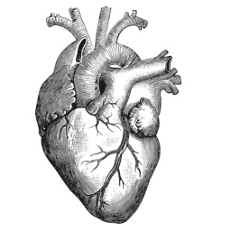 CardioVision