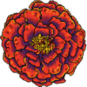 Marigold Capital
